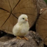 Understanding the Global Macro Economy: Key Trends, Challenges, and Future Outlook