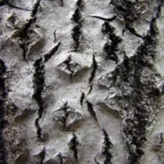 Top Strategies to Survive a Bearish Crypto Market in 2024